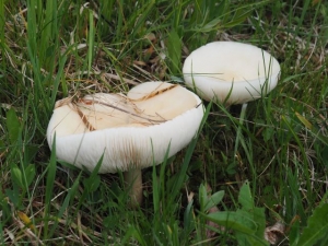 MAJNIŠKA LEPOGLAVKA